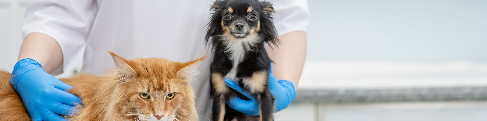 Doctor With Cat And Dog