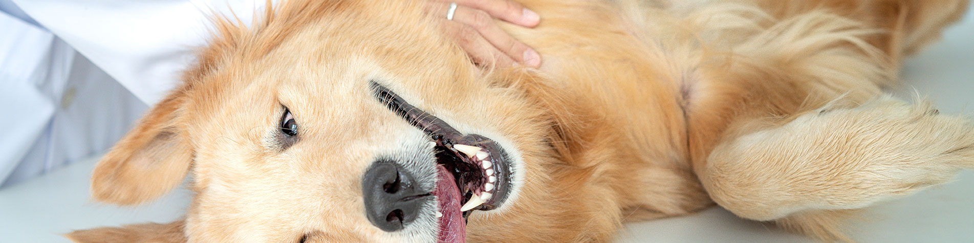 Dog At Veterinary Visit